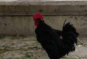 Australorp by Abdullah Ali
