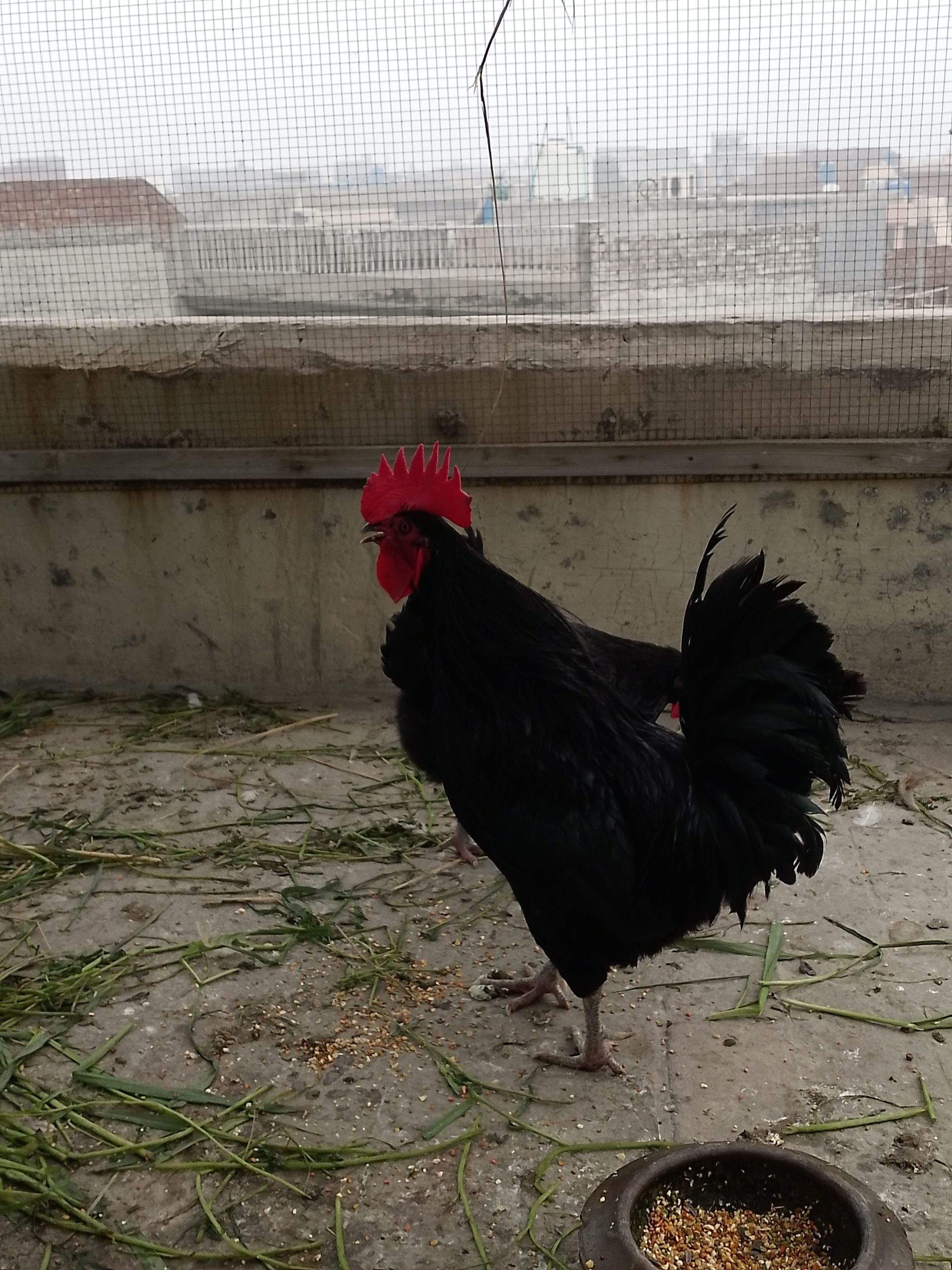 Australorp by Abdullah Ali