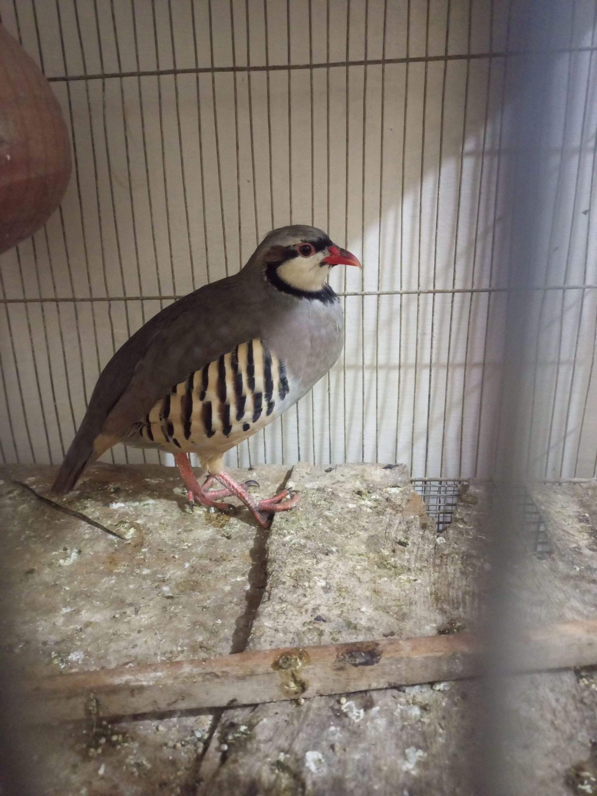 Chakoor by Ammar Shah