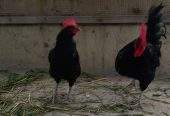 Australorp by Abdullah Ali