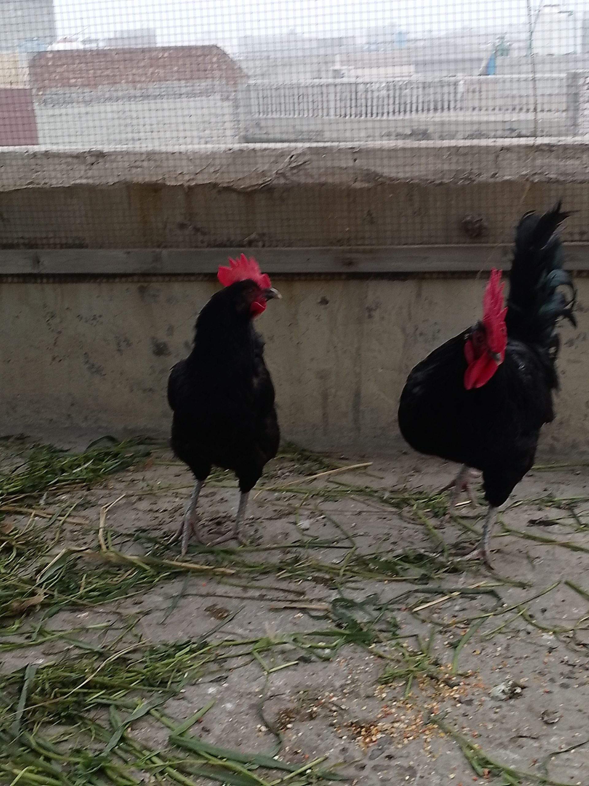 Australorp by Abdullah Ali