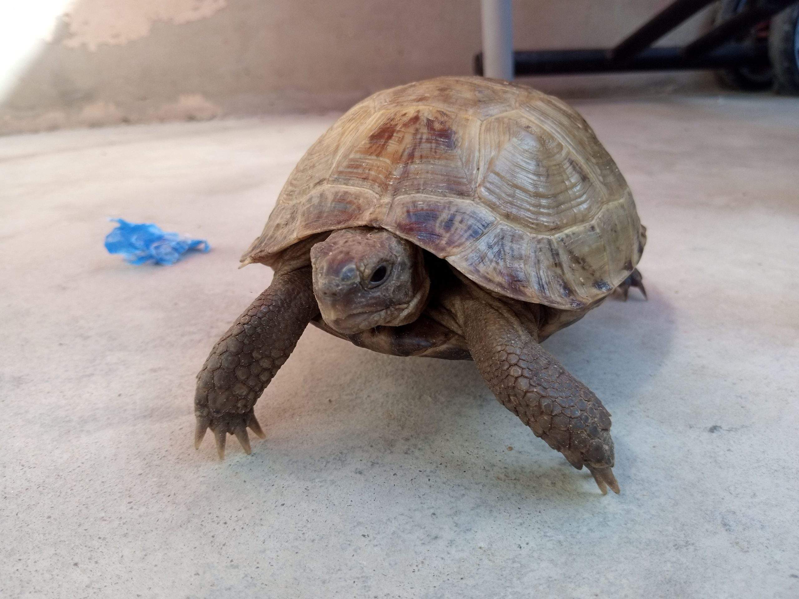 17000 by Saniyal Zaib