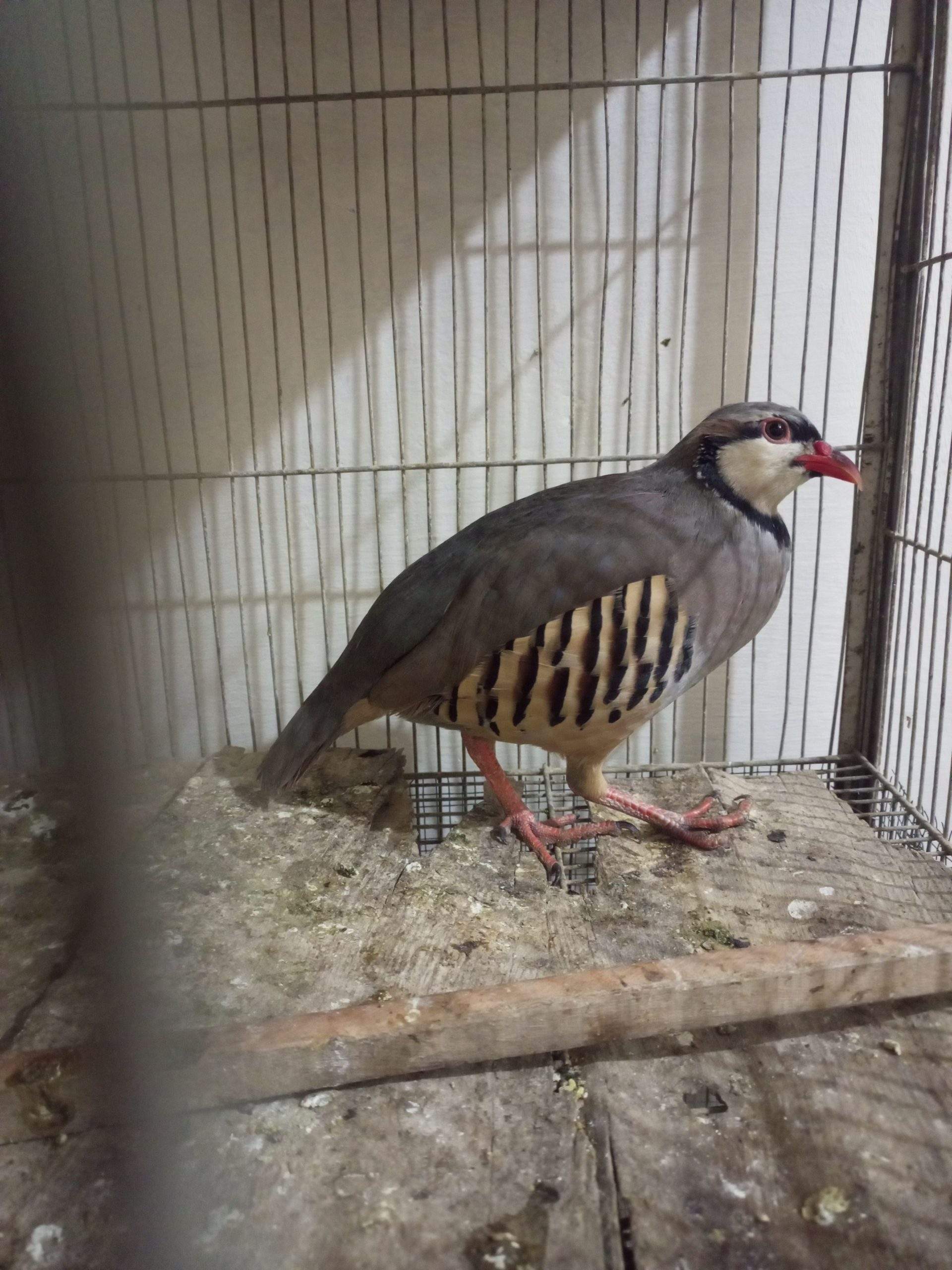 Chakoor by Ammar Shah