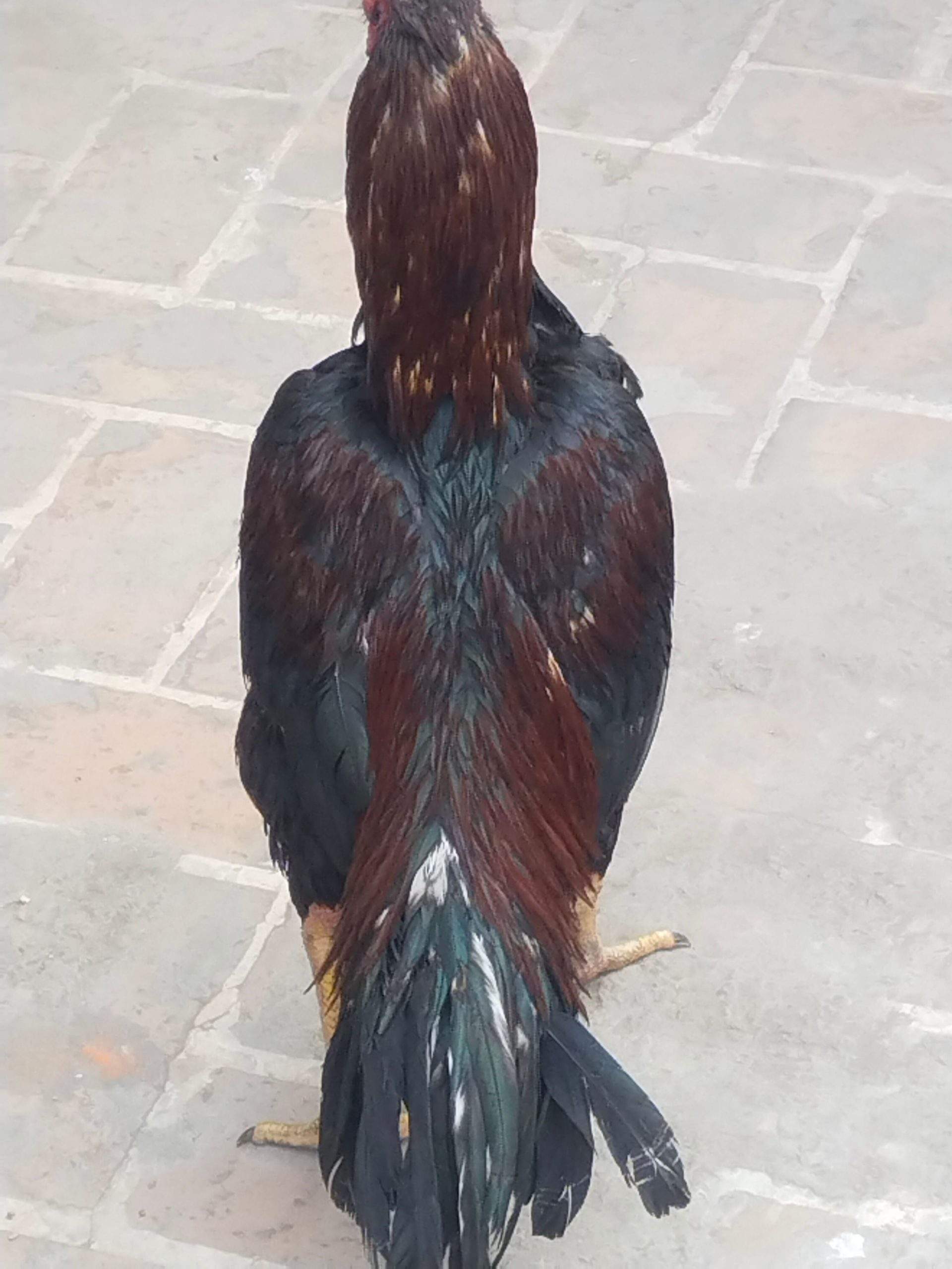 Pure Lasani Aseel by Muhammad Ahmad