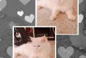Parisian cat by Danish Ali