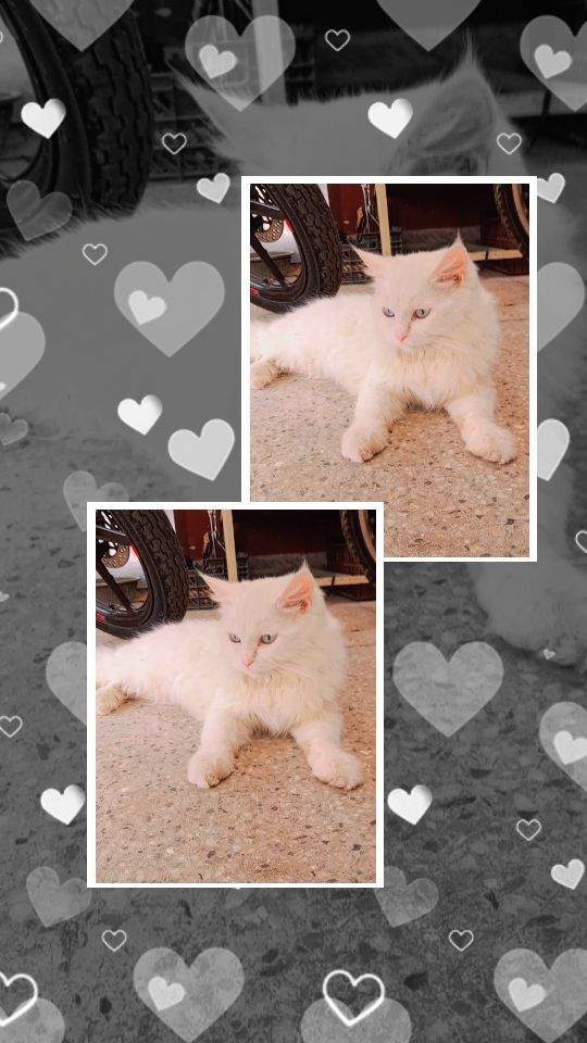 Parisian cat by Danish Ali