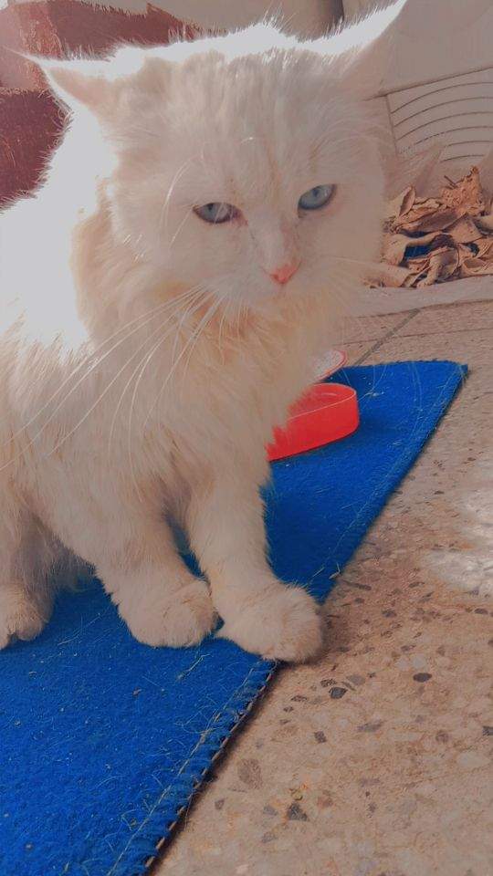 Parisian cat by Danish Ali