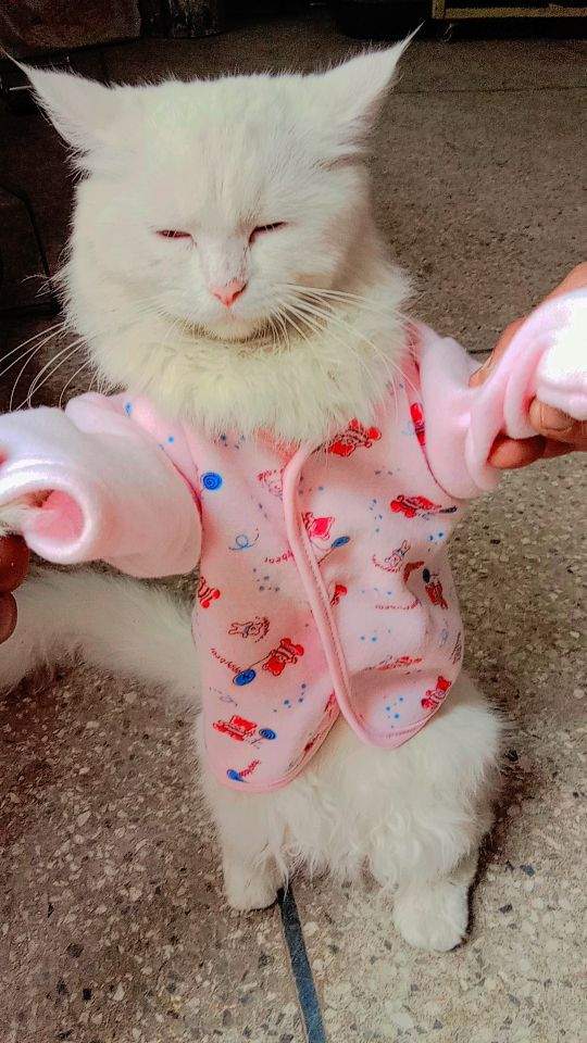 Parisian cat by Danish Ali