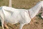 2 goats for sale 03325054687 by Majid hussain