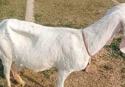 453546f7-1666-479c-922a-cc0f49440edb