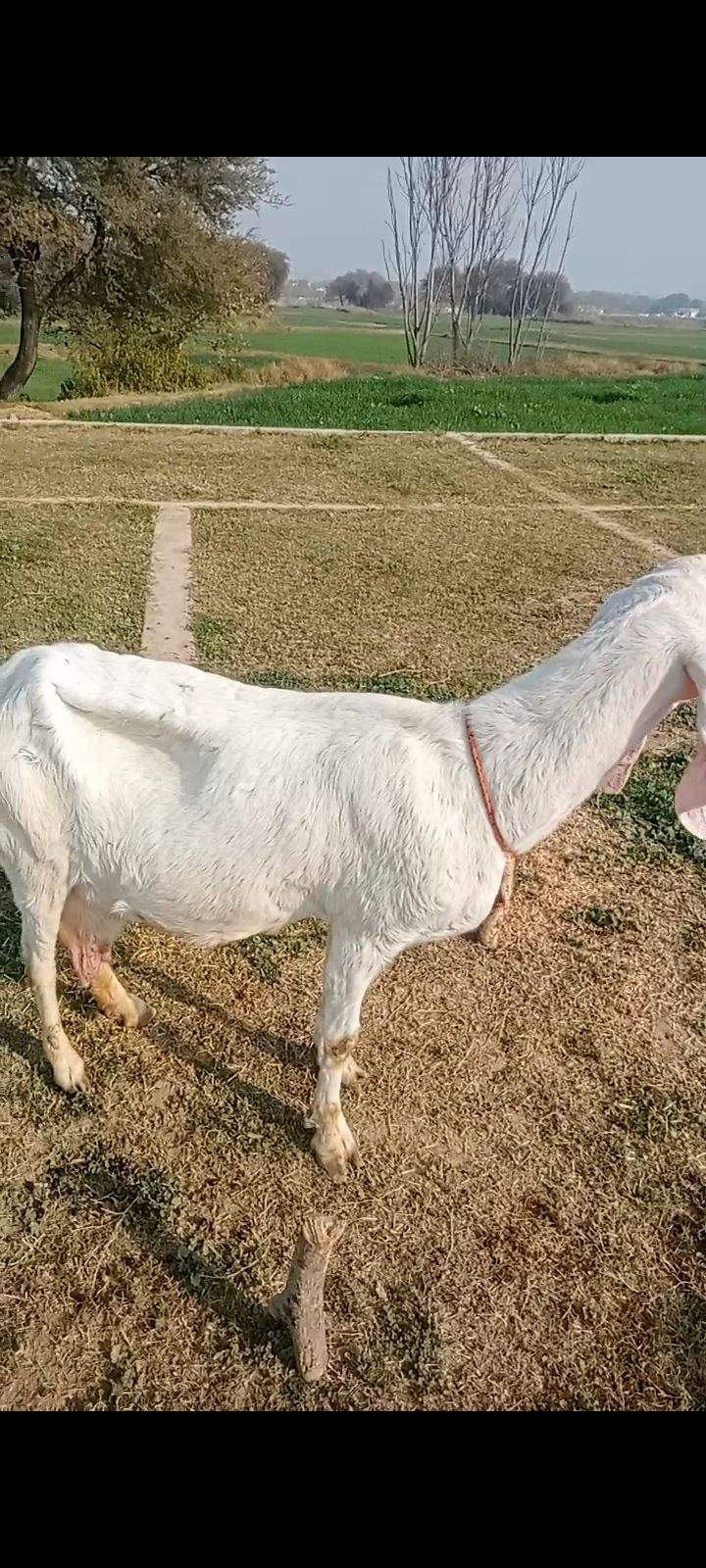 2 goats for sale 03325054687 by Majid hussain