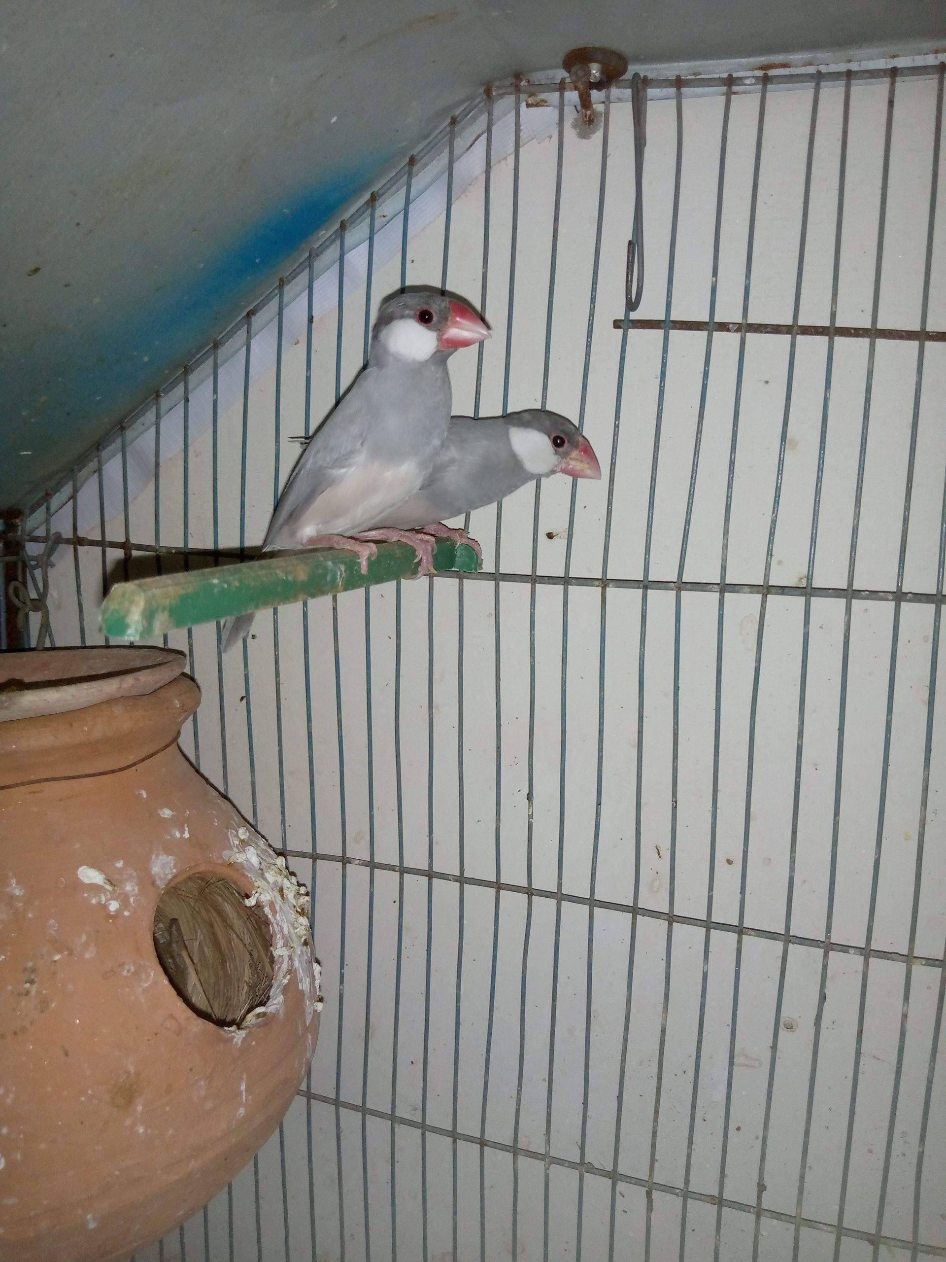 Silver java breder pair by Sunny Salman