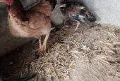 Aseel hen with 1 female chick’s urgent sale by Khurram Mughal