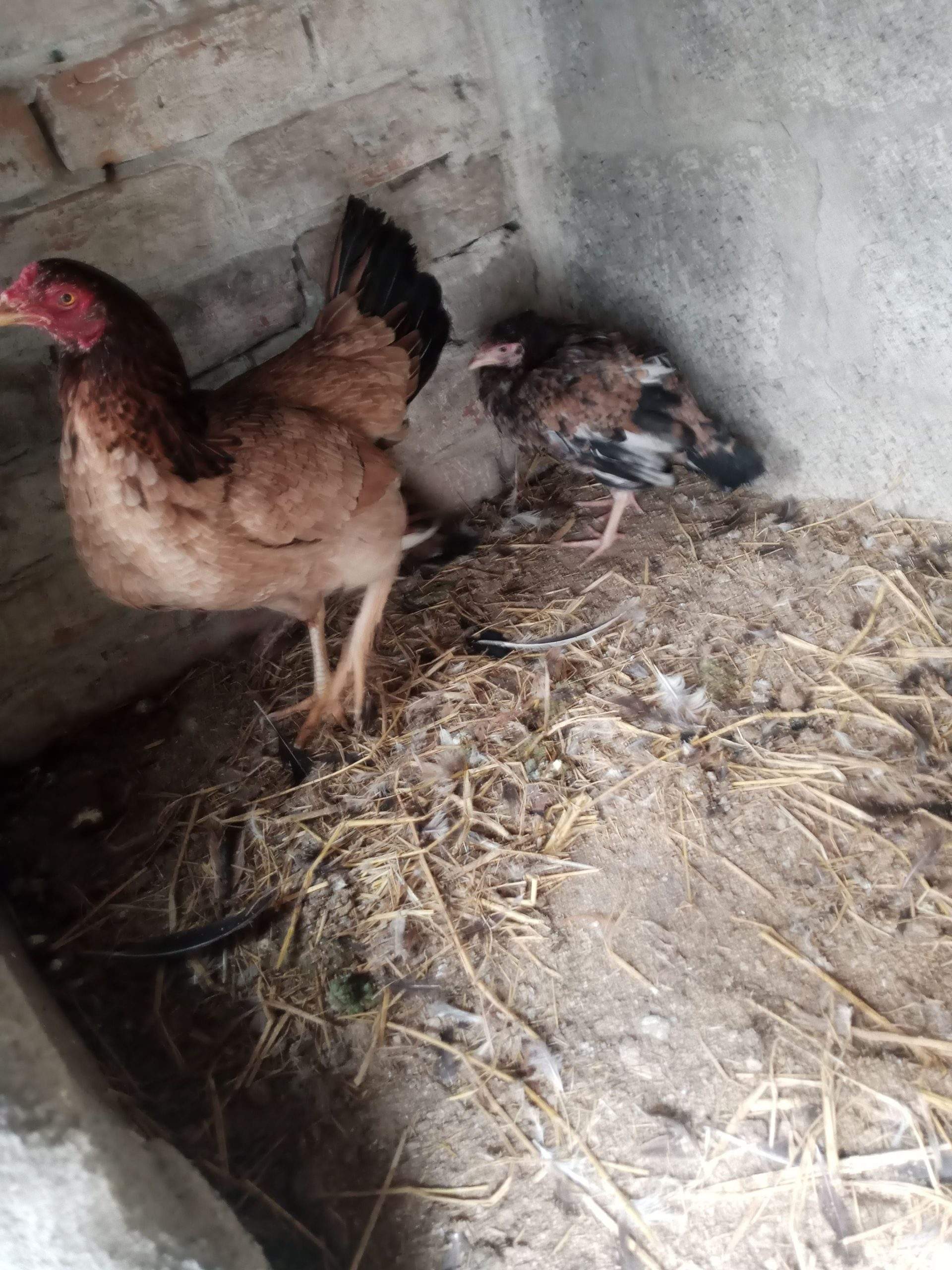 Aseel hen with 1 female chick’s urgent sale by Khurram Mughal