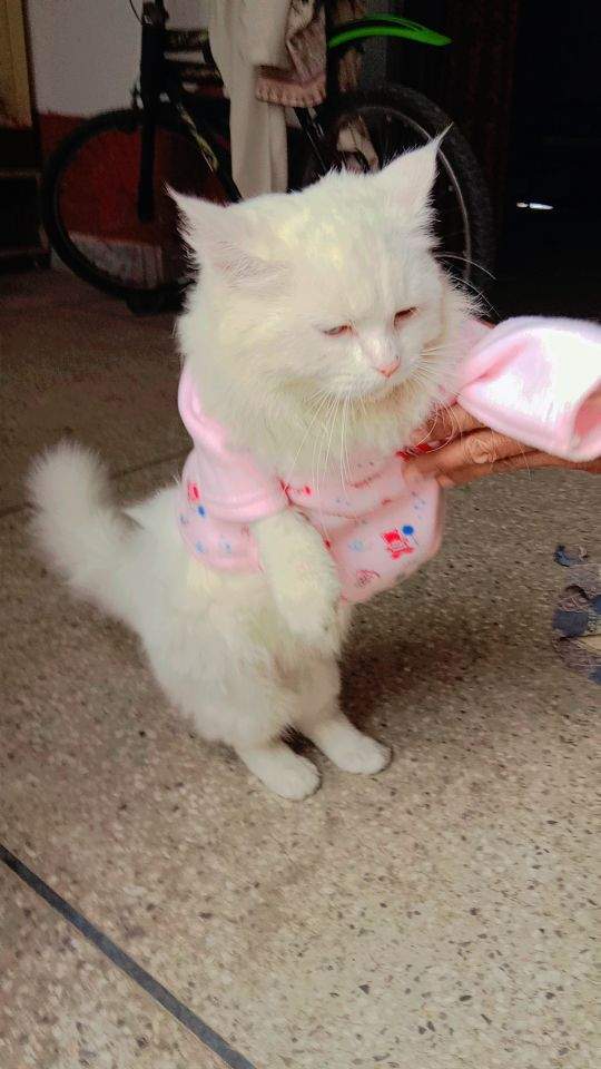 Parisian cat by Danish Ali