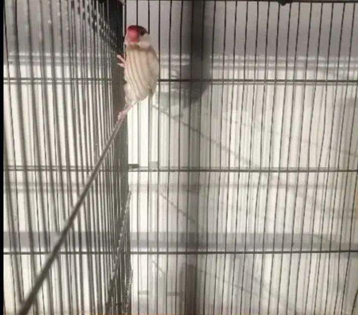 Fown java opal java by Muhammad Abdullah