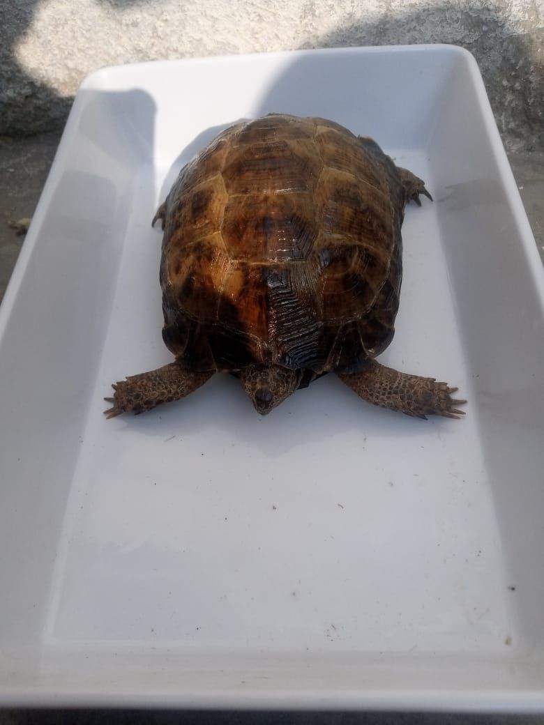 17000 by Saniyal Zaib