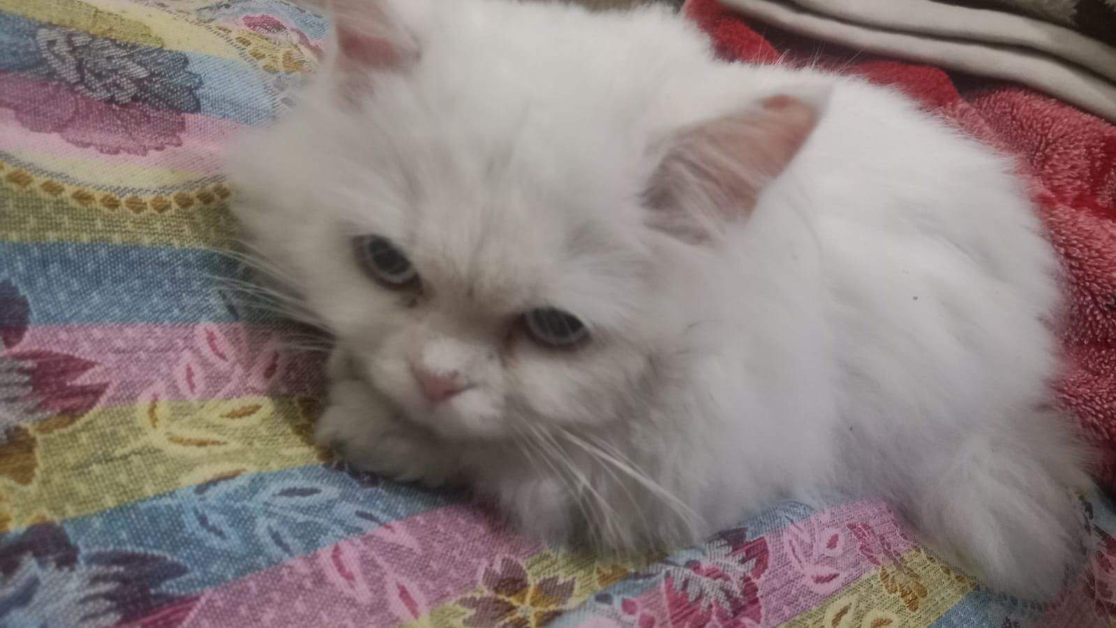 Kitten male for sale Persian by Raja Nabeel