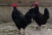 Australorp by Abdullah Ali