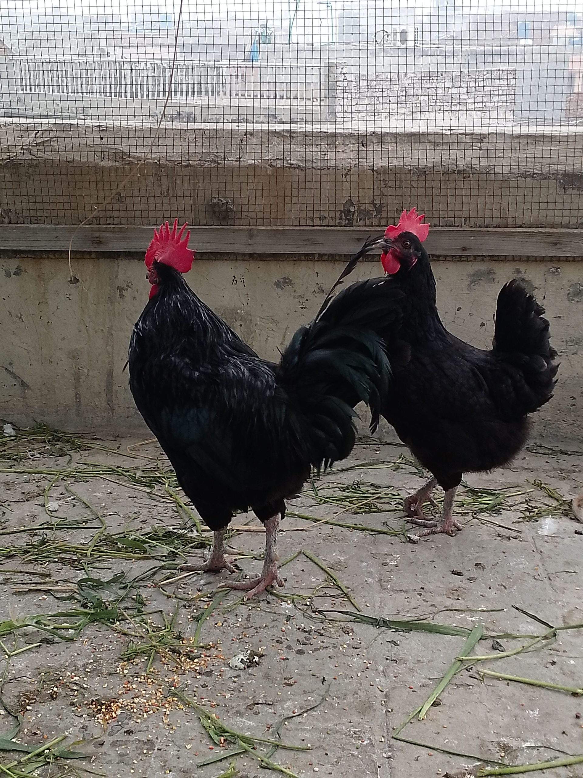 Australorp by Abdullah Ali