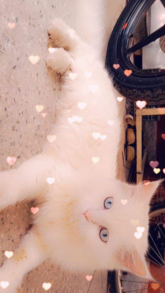 Parisian cat by Danish Ali