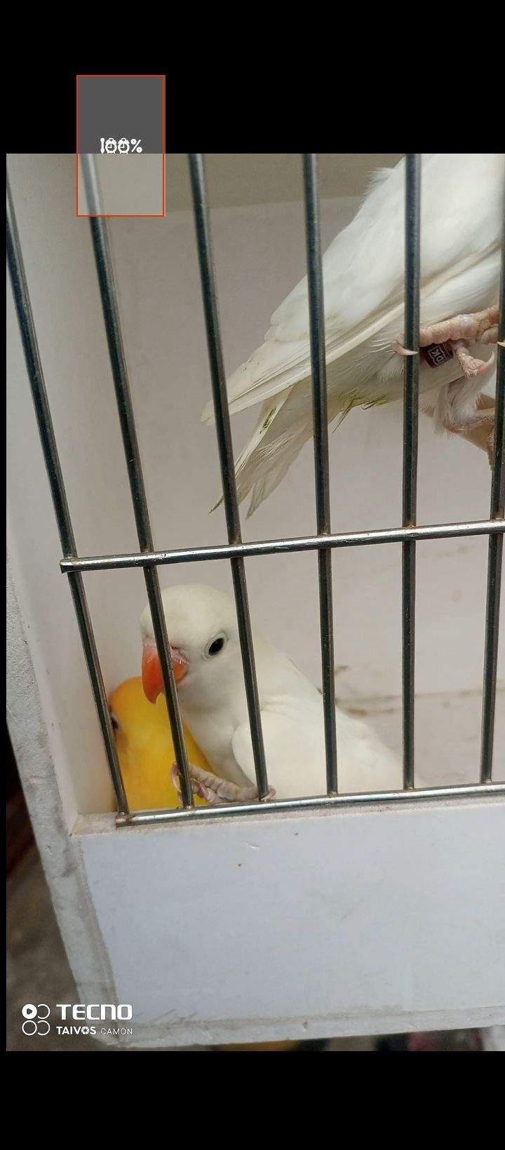 Albino Cremino by Waqas Ali