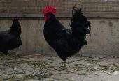 Australorp by Abdullah Ali