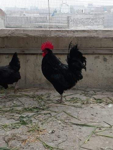 Australorp by Abdullah Ali