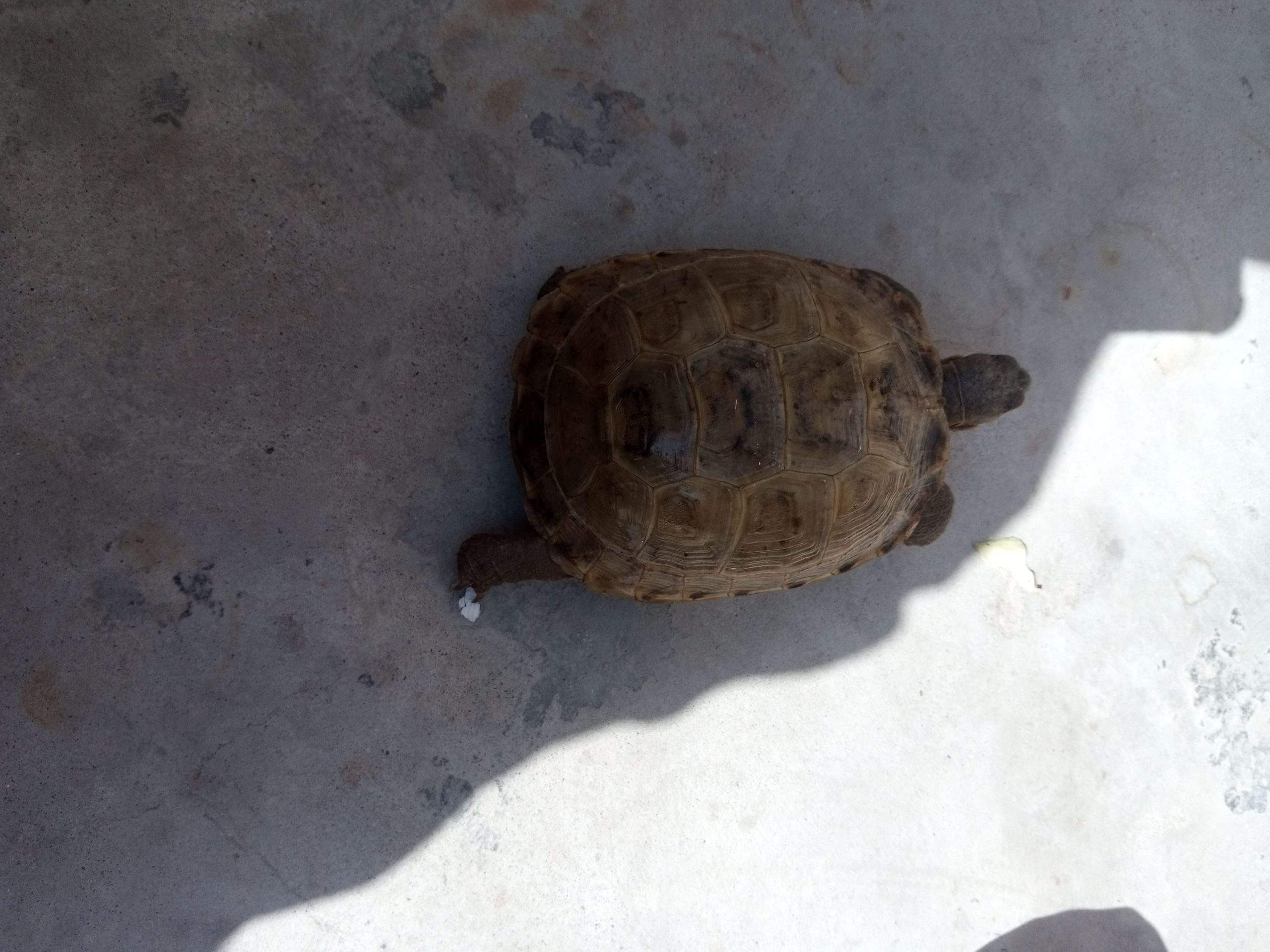 17000 by Saniyal Zaib