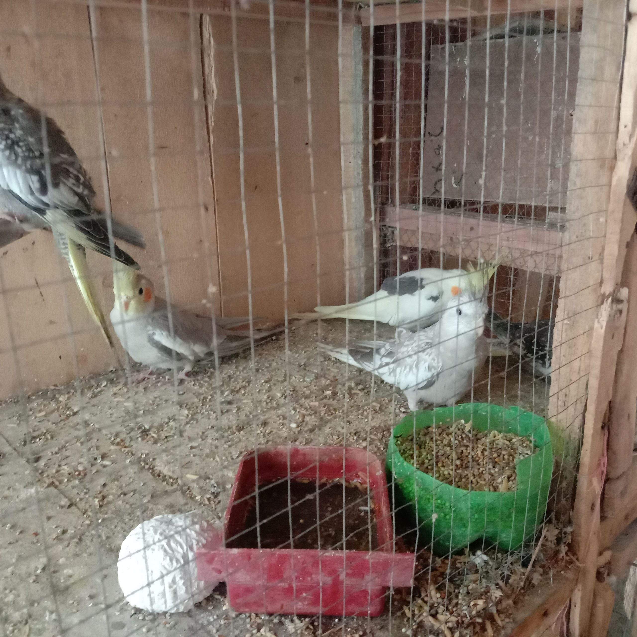 Mashallah cocktail Parrot by Sami Shahid