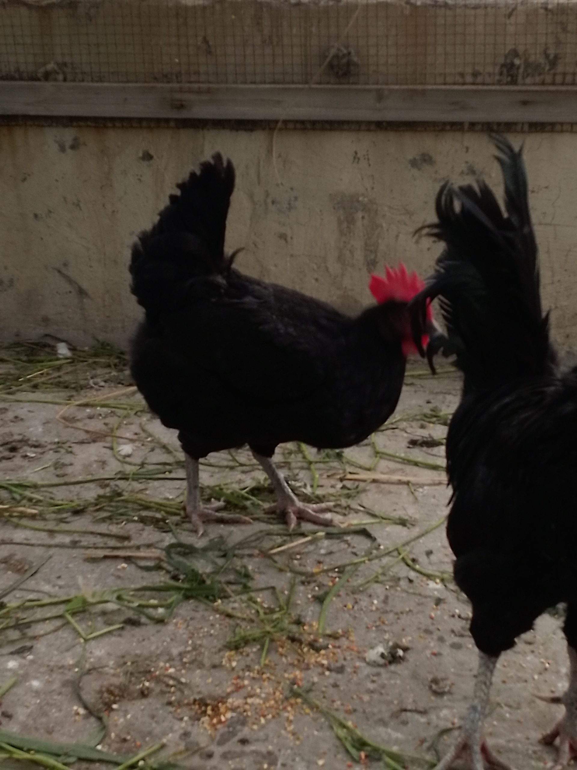 Australorp by Abdullah Ali