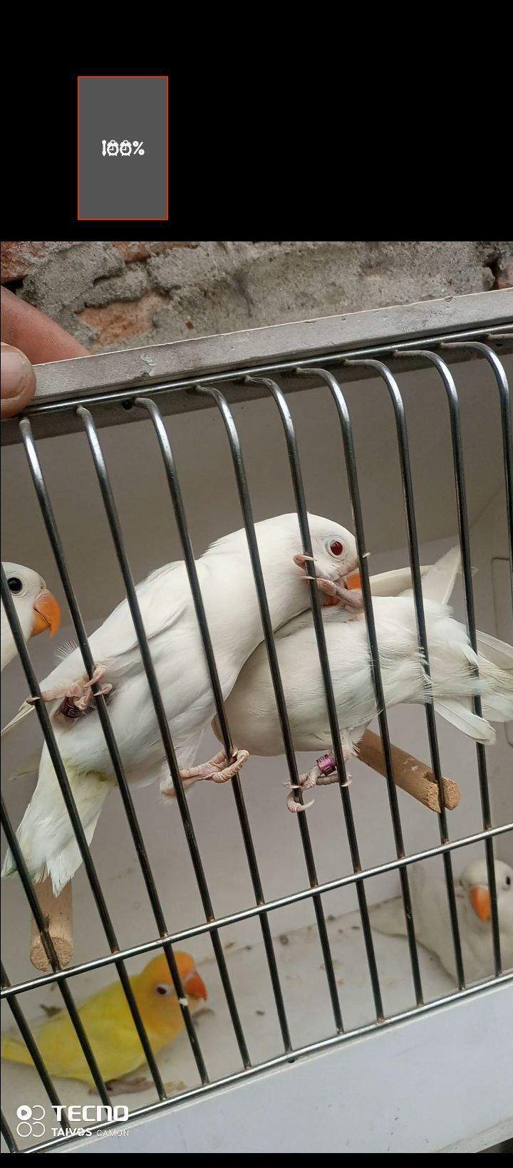 Albino Cremino by Waqas Ali