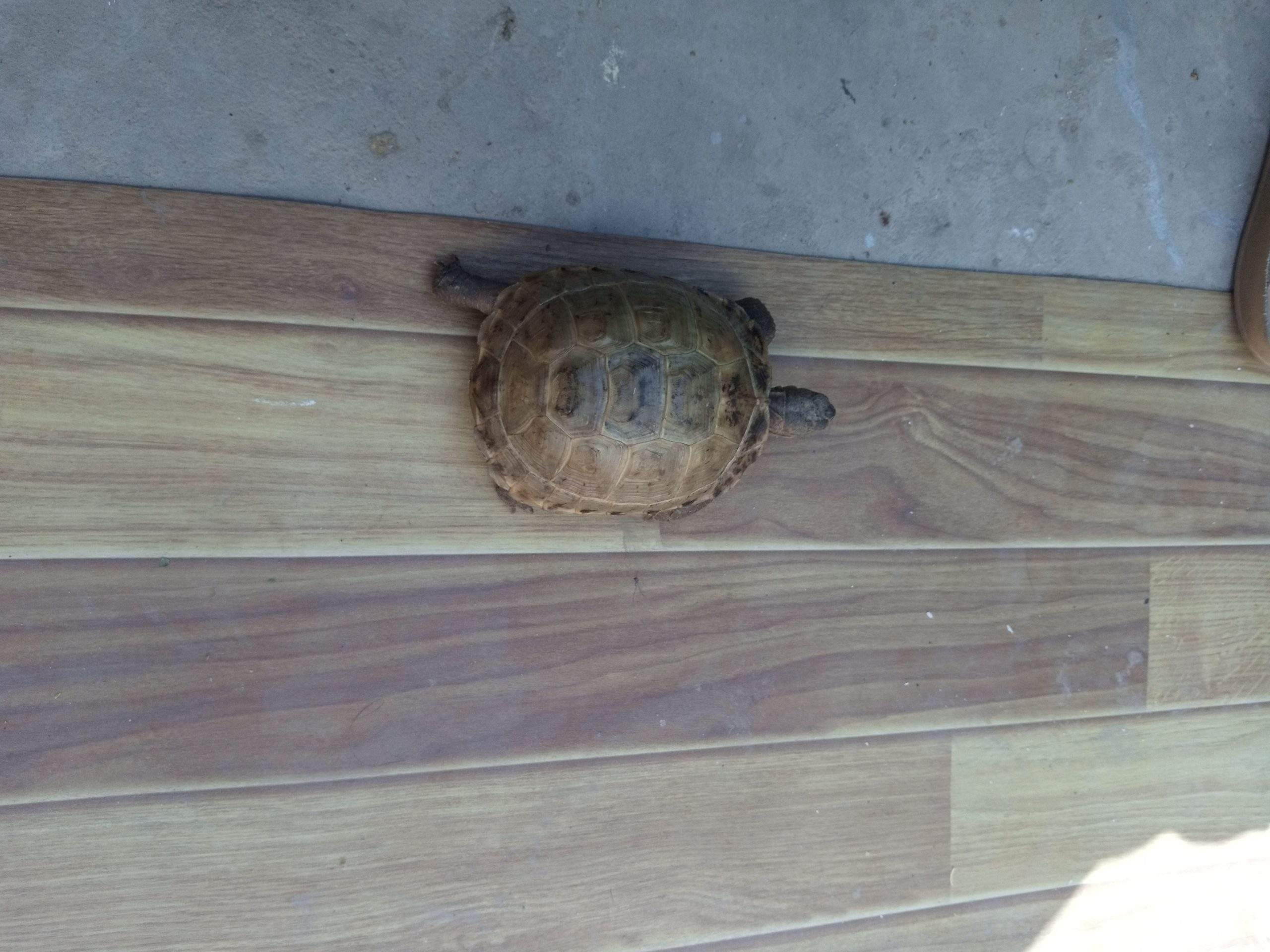 17000 by Saniyal Zaib