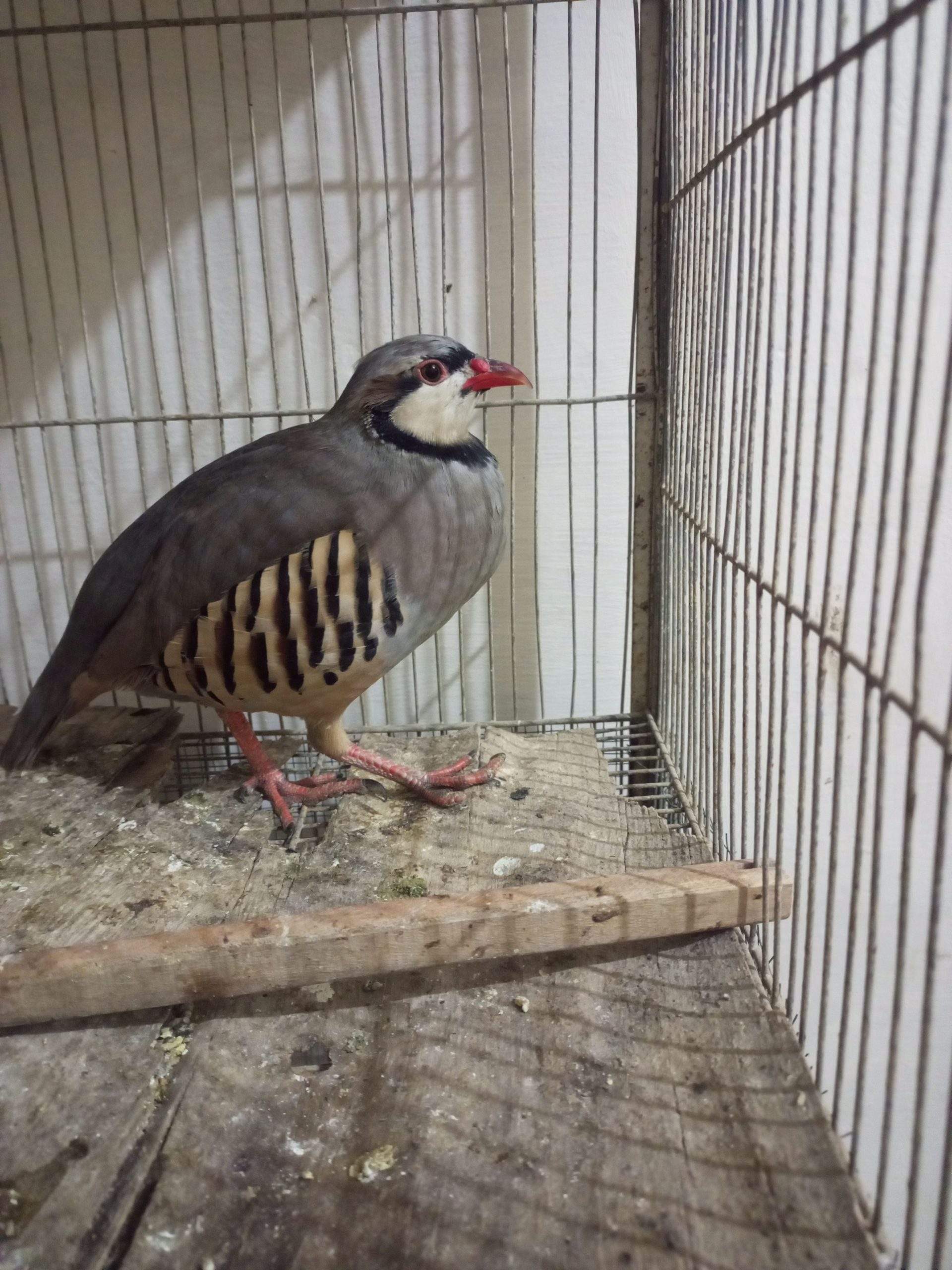 Chakoor by Ammar Shah