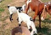2 goats for sale 03325054687 by Majid hussain