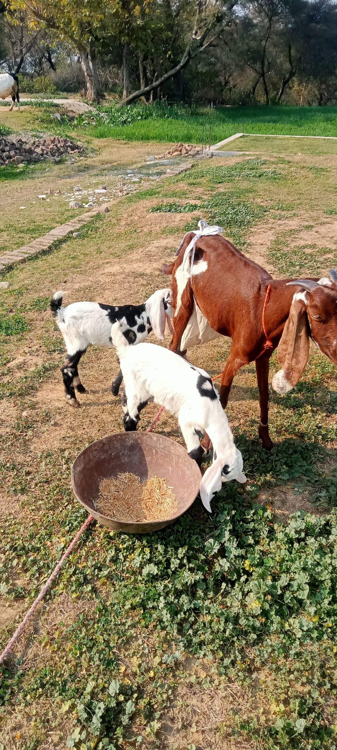 2 goats for sale 03325054687 by Majid hussain