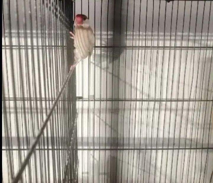 Fown java opal java by Muhammad Abdullah