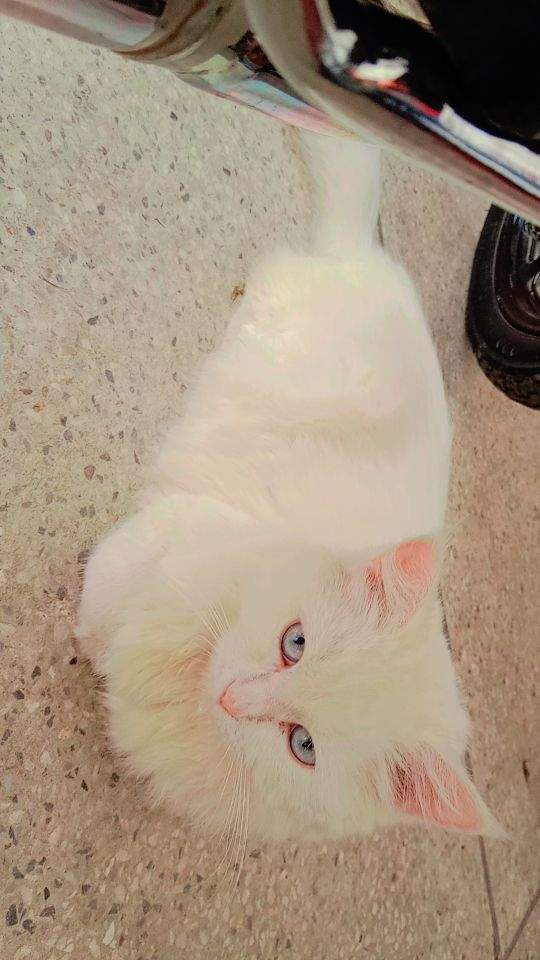 Parisian cat by Danish Ali