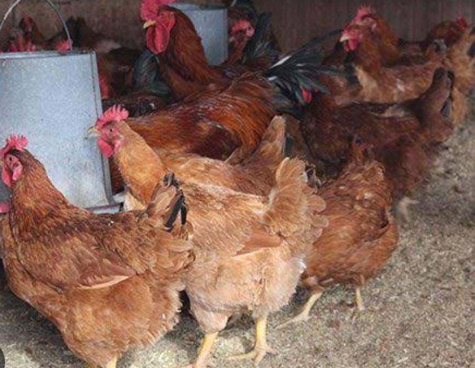 Golden misri morgiya ando wali granty ka sath by Jamal Ghafoor