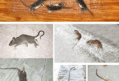 Transparent rat trap magic carpet by Abdul Jabar