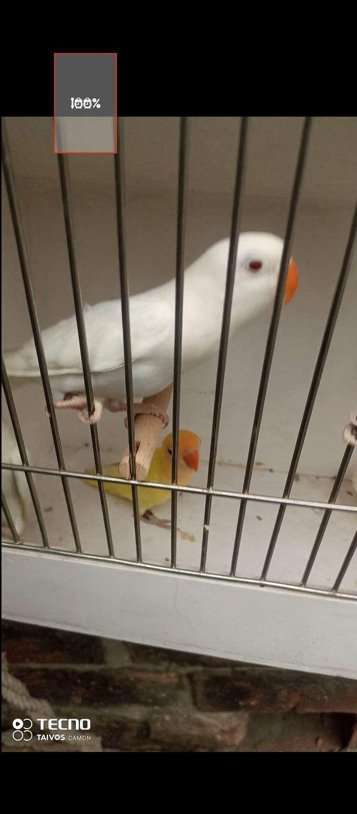 Albino Cremino by Waqas Ali