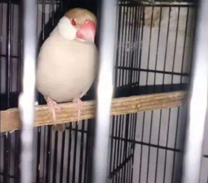 Fown java opal java by Muhammad Abdullah