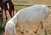 2 goats for sale 03325054687 by Majid hussain