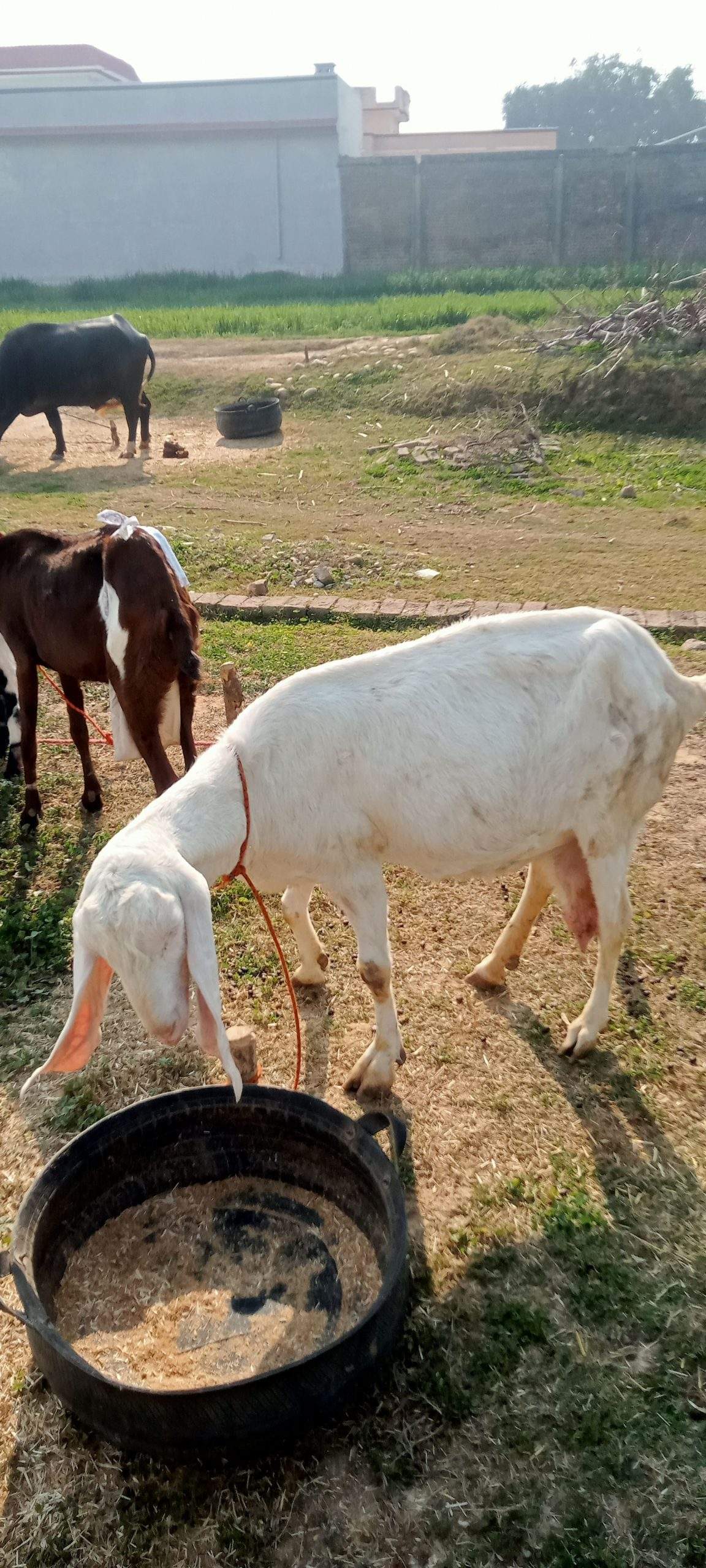 2 goats for sale 03325054687 by Majid hussain