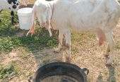 2 goats for sale 03325054687 by Majid hussain