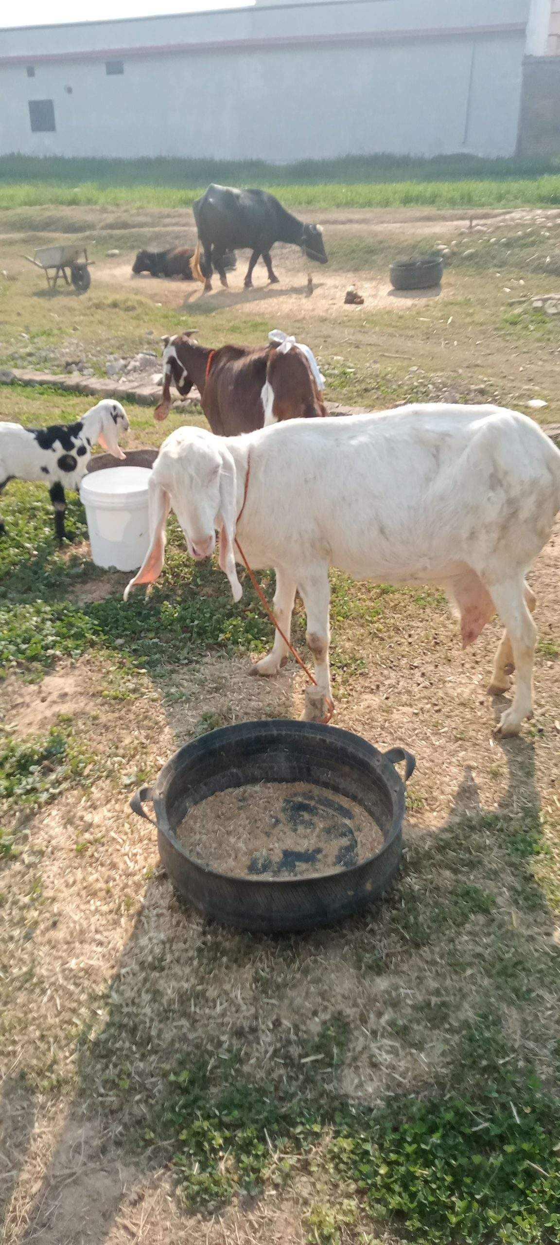 2 goats for sale 03325054687 by Majid hussain