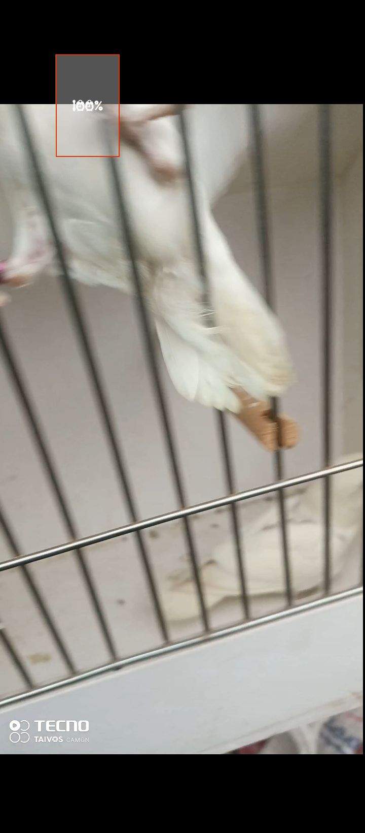 Albino Cremino by Waqas Ali