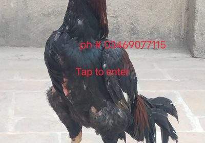 d20126d5-7cdc-46af-913c-f15966ff0eaa