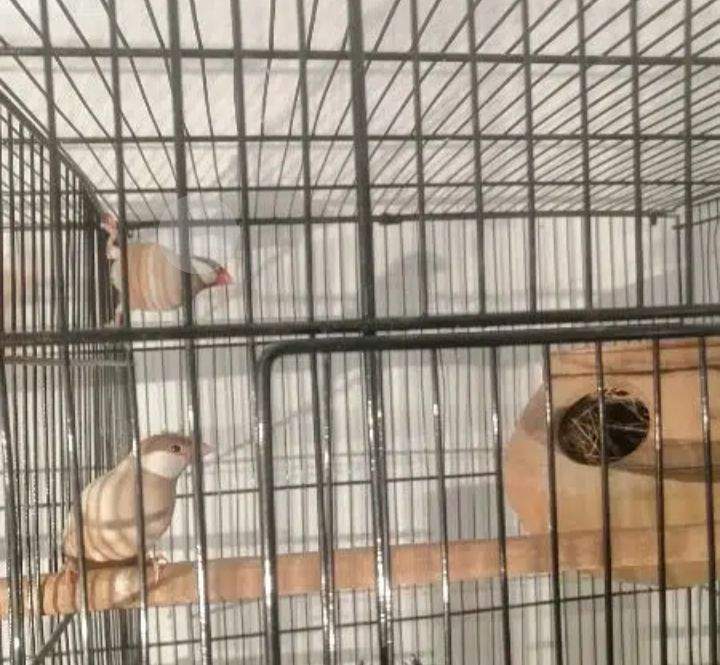 Fown java opal java by Muhammad Abdullah