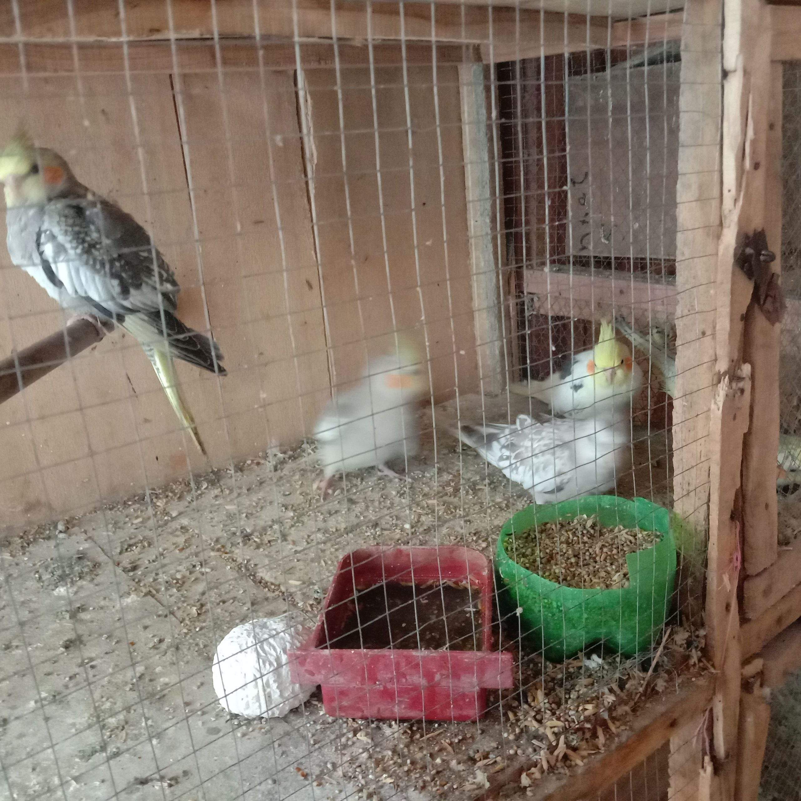 Mashallah cocktail Parrot by Sami Shahid